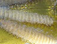 Spiral potatoes being deep fried in oil